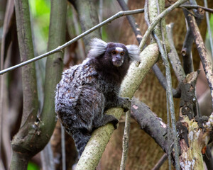 Sagui-de-tufo-branco (Callithrix jacchus)
White-tufted-ear Marmoset