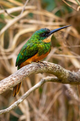 Ariramba-de-cauda-ruiva (Galbula ruficauda) Rufous-tailed Jacamar