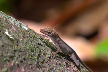 Lagarto-da-amazonia (Anolis fuscoaratus)
Brown-eared Anole