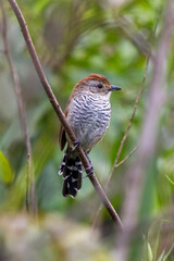 Choca-de-chapéu-vermelho (Thamnophilus ruficapillus)
Rufous-capped Antshrike