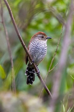 Choca-de-chap&eacute;u-vermelho (Thamnophilus ruficapillus)
Rufous-capped Antshrike