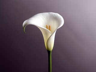 Elegant white calla lily on deep purple backdrop