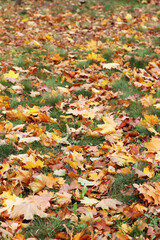 Fallen autumn leaves on the grass in the park. Yellow fallen leaves on the ground. Autumn background, selective focus. Fallen autumn leaves form the ground cover on the lawn in the park