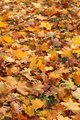 Fallen autumn leaves on the grass in the park. Yellow fallen leaves on the ground. Autumn background, selective focus. Fallen autumn leaves form the ground cover on the lawn in the park