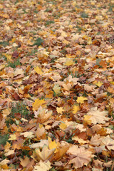 Fallen autumn leaves on the grass in the park. Yellow fallen leaves on the ground. Autumn background, selective focus. Fallen autumn leaves form the ground cover on the lawn in the park