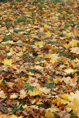 Fallen autumn leaves on the grass in the park. Yellow fallen leaves on the ground. Autumn background, selective focus. Fallen autumn leaves form the ground cover on the lawn in the park