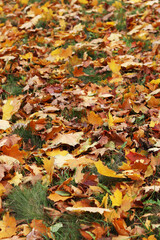 Fallen autumn leaves on the grass in the park. Yellow fallen leaves on the ground. Autumn background, selective focus. Fallen autumn leaves form the ground cover on the lawn in the park