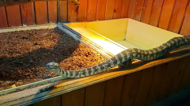 Python snake exploring a terrarium with a wooden perch in a serene environment