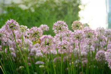 Obraz premium Light Purple Allium