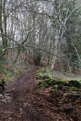 chemin en forêt