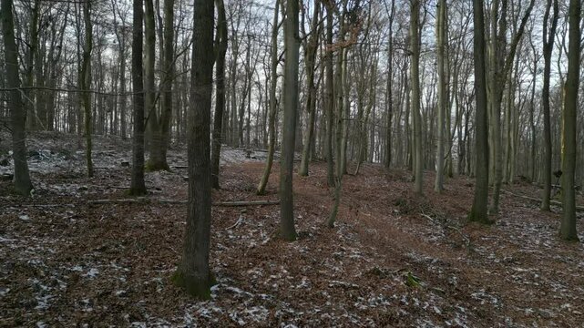 Mit der Drohne durch den herbstlichen und winterlichen Wald (R&uuml;ckw&auml;rtsbewegung)