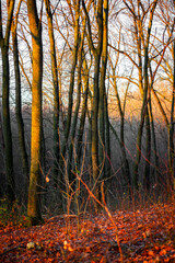 Golden sunrise in the autumn forest,leaves on the ground,landscape with trees, golden and orange colors, sunlights through the trees.Branches without leaves,golden forest, autumn season . 