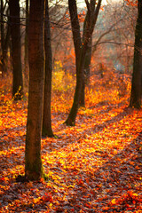 Golden sunrise in the autumn forest,leaves on the ground,landscape with trees, golden and orange colors, sunlights through the trees.Branches without leaves,golden forest, autumn season . 