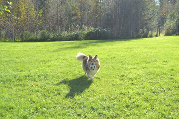 Playing dog in the grass with ball