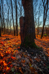 Golden sunrise in the autumn forest,leaves on the ground,landscape with trees, golden and orange colors, sunlights through the trees.Branches without leaves,golden forest, autumn season . 