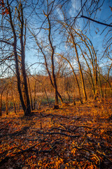 Fototapeta premium Golden sunrise in the autumn forest,leaves on the ground,landscape with trees, golden and orange colors, sunlights through the trees.Branches without leaves,golden forest, autumn season . 