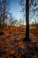 Golden sunrise in the autumn forest,leaves on the ground,landscape with trees, golden and orange colors, sunlights through the trees.Branches without leaves,golden forest, autumn season . 