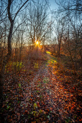 Landscape in the forest with sunlights through the trees ,autumn morning in the woodlands,colorful naure.Autumn season , old fallen trees , branches without leaves,yellow and golden colors in forest