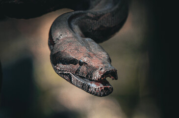Jibóia (Boa constrictor)
Eastern Boa Constrictor