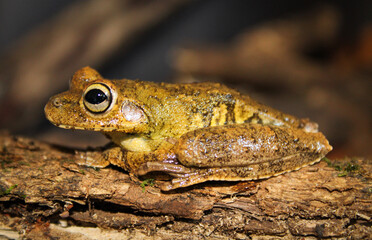 Perereca (Boana lundii)
Usina Tree Frog