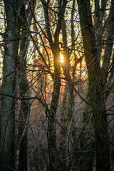 Naklejka premium Autumn trees in the forest , sunlights through the branches,morning in the woodlands,autumn season.Landscape with woods,branches and sun,fall colors on the picture,morning in forest