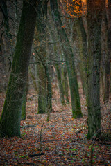 Autumn trees in the forest , sunlights through the branches,morning in the woodlands,autumn season.Landscape with woods,branches and sun,fall colors on the picture,morning in forest