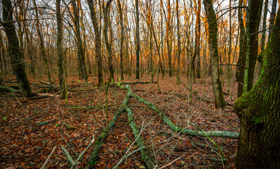 Landscape in the forest with sunlights through the trees ,autumn morning in the woodlands,colorful naure.Autumn season , old fallen trees , branches without leaves,yellow and golden colors in forest