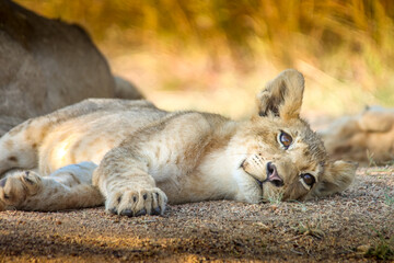 Portrait of a Lion Cub in Kruger Nationalpark, South Africa