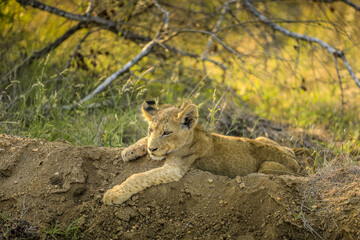 Playful Lion Cub in Kruger Nationalpark, South Africa