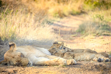 Two Lion Cubs nursing from their mother in Kruger Nationalpark,South Africa