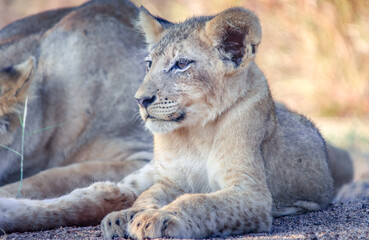 Portrait of a Lion Cub in Kruger Nationalpark, South Africa