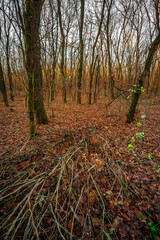 Landscape in the forest with sunlights through the trees ,autumn morning in the woodlands,colorful naure.Autumn season , old fallen trees , branches without leaves,yellow and golden colors in forest