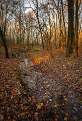 A little river in the forest,autumn morning and woodlands, water in the beautiful fall forest.Landscape photography on wideangle lense.Colorful autumn , reflection on water.Sunlight through the trees 