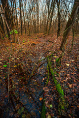 A little river in the forest,autumn morning and woodlands, water in the beautiful fall...
