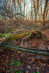 A little river in the forest,autumn morning and woodlands, water in the beautiful fall...