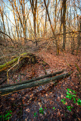 A little river in the forest,autumn morning and woodlands, water in the beautiful fall...