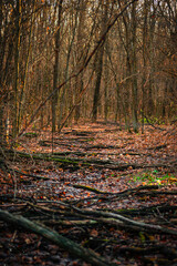 A little river in the forest,autumn morning and woodlands, water in the beautiful fall...