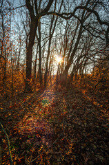 Beautiful nature landscape , sunlight through the trees .Autumn woodlands,yellow and orange colors ,woodlands at morning.Colorful autumn.Branches and trees.Forest landscape , Sunny day and naure photo