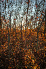 Beautiful nature landscape , sunlight through the trees .Autumn woodlands,yellow and orange colors ,woodlands at morning.Colorful autumn.Branches and trees.Forest landscape , Sunny day and naure photo