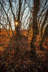 Beautiful nature landscape , sunlight through the trees .Autumn woodlands,yellow and orange colors ,woodlands at morning.Colorful autumn.Branches and trees.Forest landscape , Sunny day and naure photo