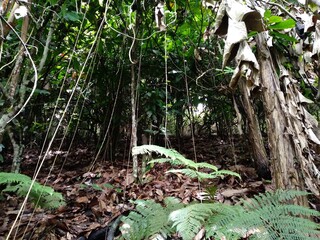 tropical forest