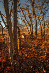 Beautiful nature landscape , sunlight through the trees .Autumn woodlands,yellow and orange colors ,woodlands at morning.Colorful autumn.Branches and trees.Forest landscape , Sunny day and naure photo
