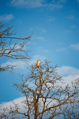 hawk on tree with blue sky