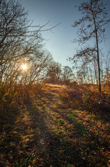 Fototapeta premium Beautiful nature landscape , sunlight through the trees .Autumn woodlands,yellow and orange colors ,woodlands at morning.Colorful autumn.Branches and trees.Forest landscape , Sunny day and naure photo