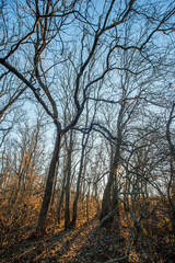 Beautiful nature landscape , sunlight through the trees .Autumn woodlands,yellow and orange colors ,woodlands at morning.Colorful autumn.Branches and trees.Forest landscape , Sunny day and naure photo