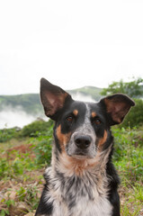 Portrait of black and brown stray dog 