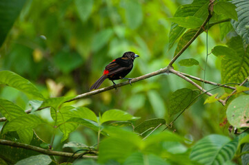 Tropical black bird with red markings