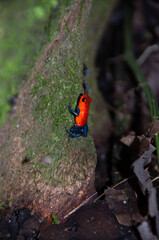 Bright red and blue tree frog