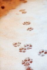 Paw Tracks in the Snow