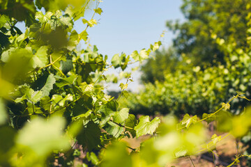 Vineyard in the Fall